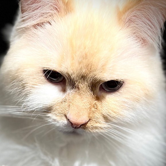 Meet your Posher, Preya - Picture 1 of 1